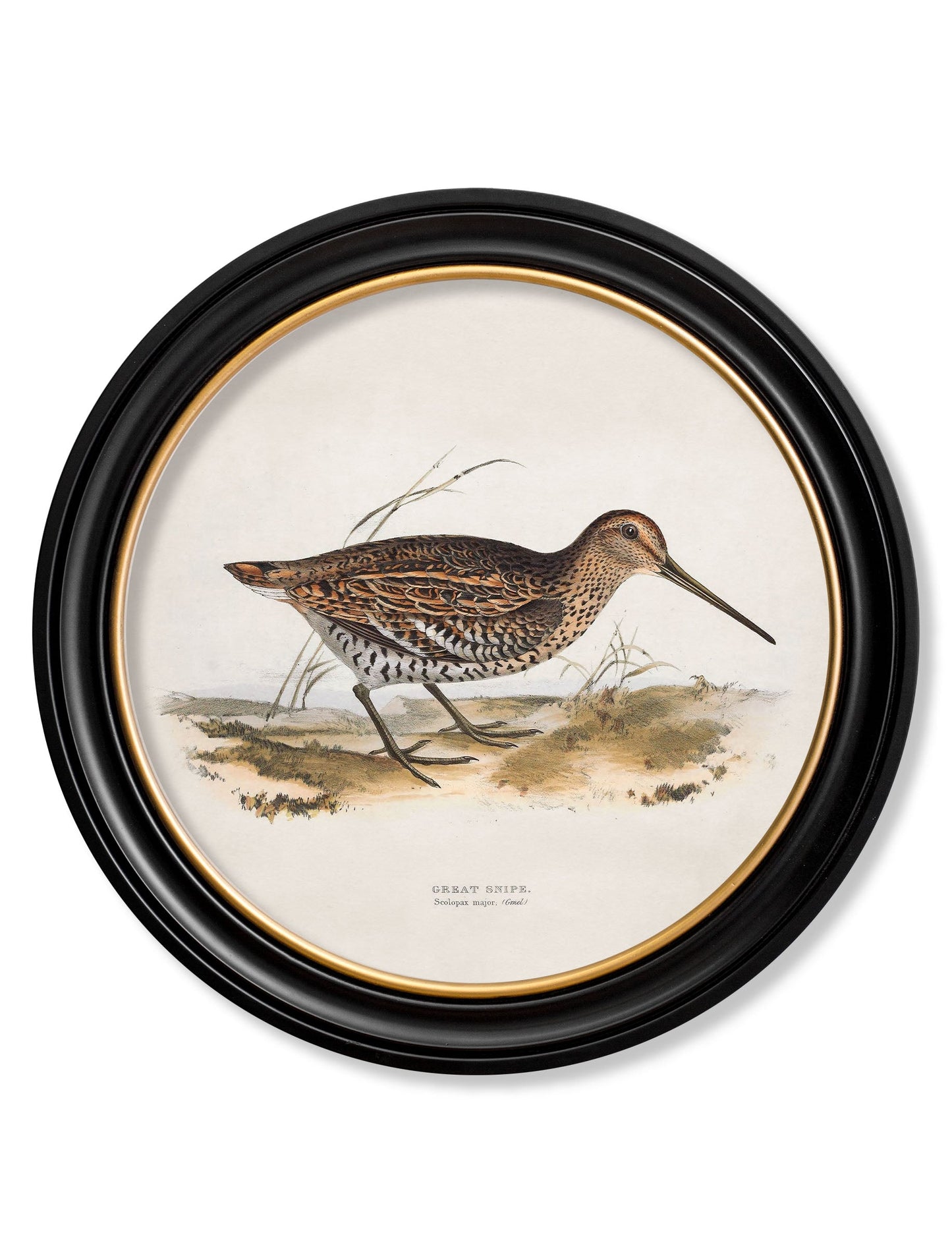 c 1837s british game birds round in size 44 x 44cm - glass-fronted framed wall art print with solid wood frame, a beautiful addition to stylish homes