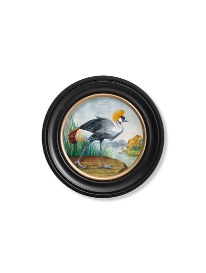 audubon style cranes in round frames in size 70 x 70cm - glass-fronted framed wall art print with solid wood frame, ideal for modern interiors