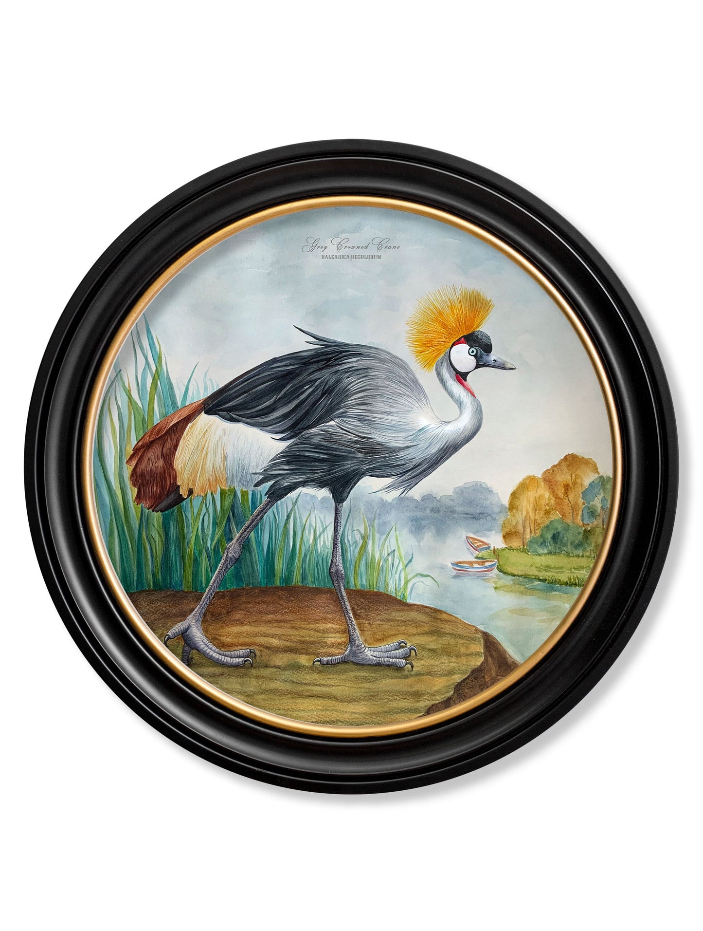 audubon style cranes in round frames in size 70 x 70cm - glass-fronted framed wall art print with solid wood frame, perfect for luxury home decor
