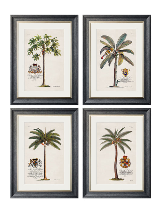Studies of Palms in size 38 x 50cm - glass-fronted framed wall art print with solid wood frame, adds elegance to your decor