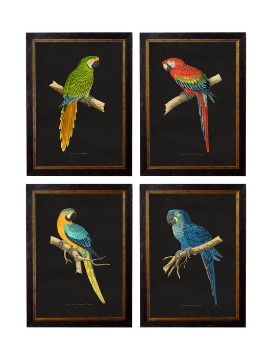 c.1884 Macaws - Dark Background in size 38 x 50cm - glass-fronted framed wall art print with solid wood frame, ideal for modern interiors