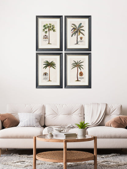 studies of palms in size 38 x 50cm - glass-fronted framed wall art print with solid wood frame, perfect for luxury home decor