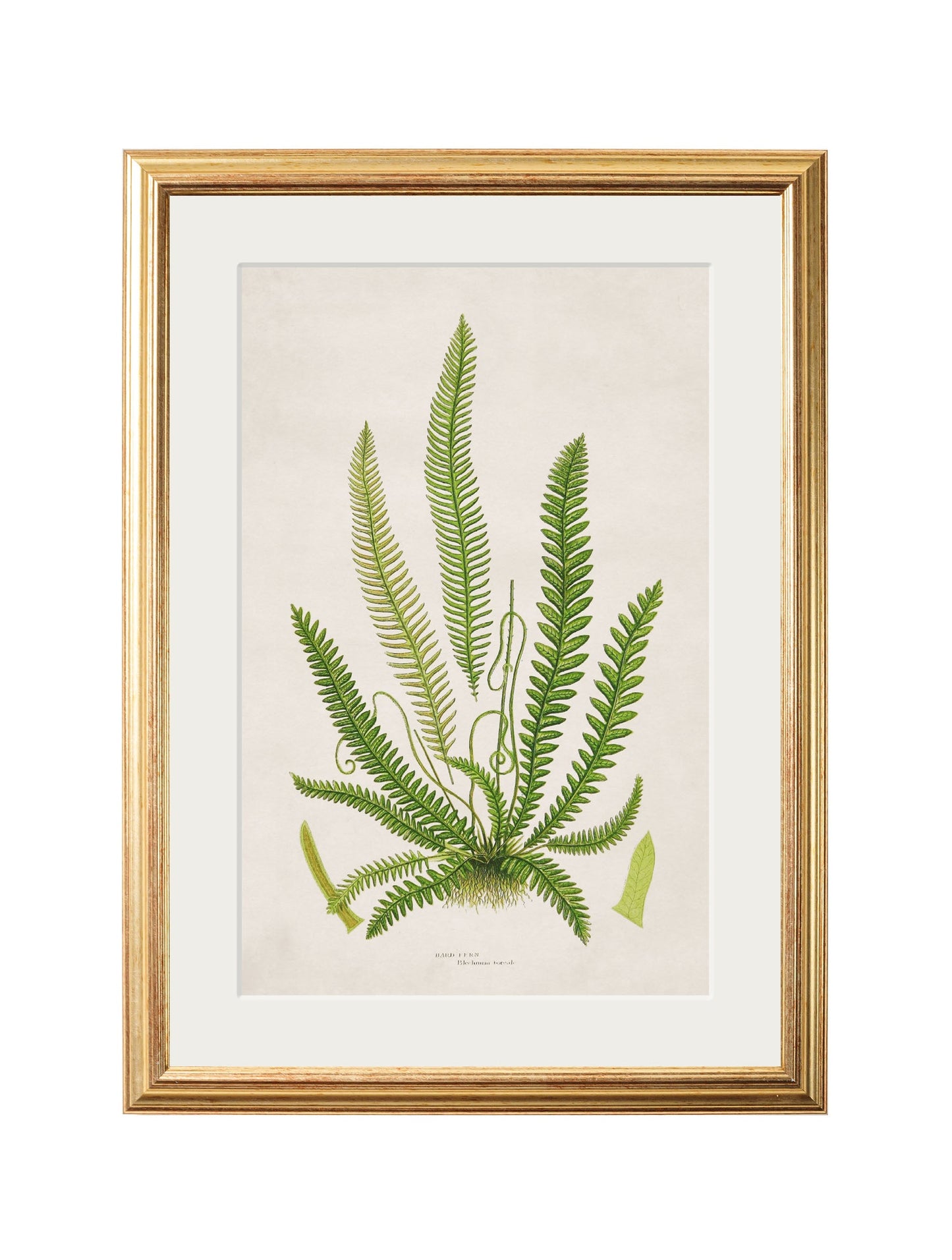 collection of 6 ferns in size 38 x 50cm - glass-fronted framed wall art print with solid wood frame, perfect for luxury home decor