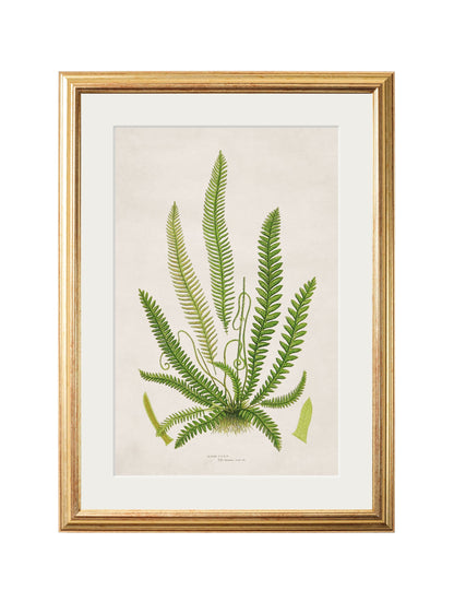collection of 6 ferns in size 38 x 50cm - glass-fronted framed wall art print with solid wood frame, perfect for luxury home decor