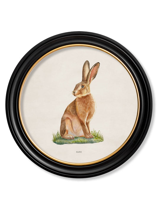 Hare - Round Frame in size 44 x 44cm - glass-fronted framed wall art print with solid wood frame, perfect for statement wall decor