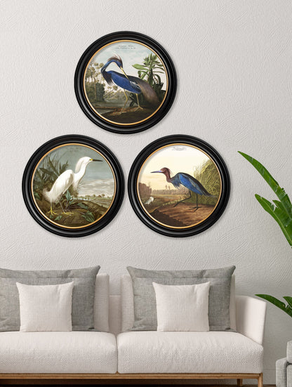 c 1838 audubons herons in round frames in size 44 x 44cm - glass-fronted framed wall art print with solid wood frame, designed for high-end interior design