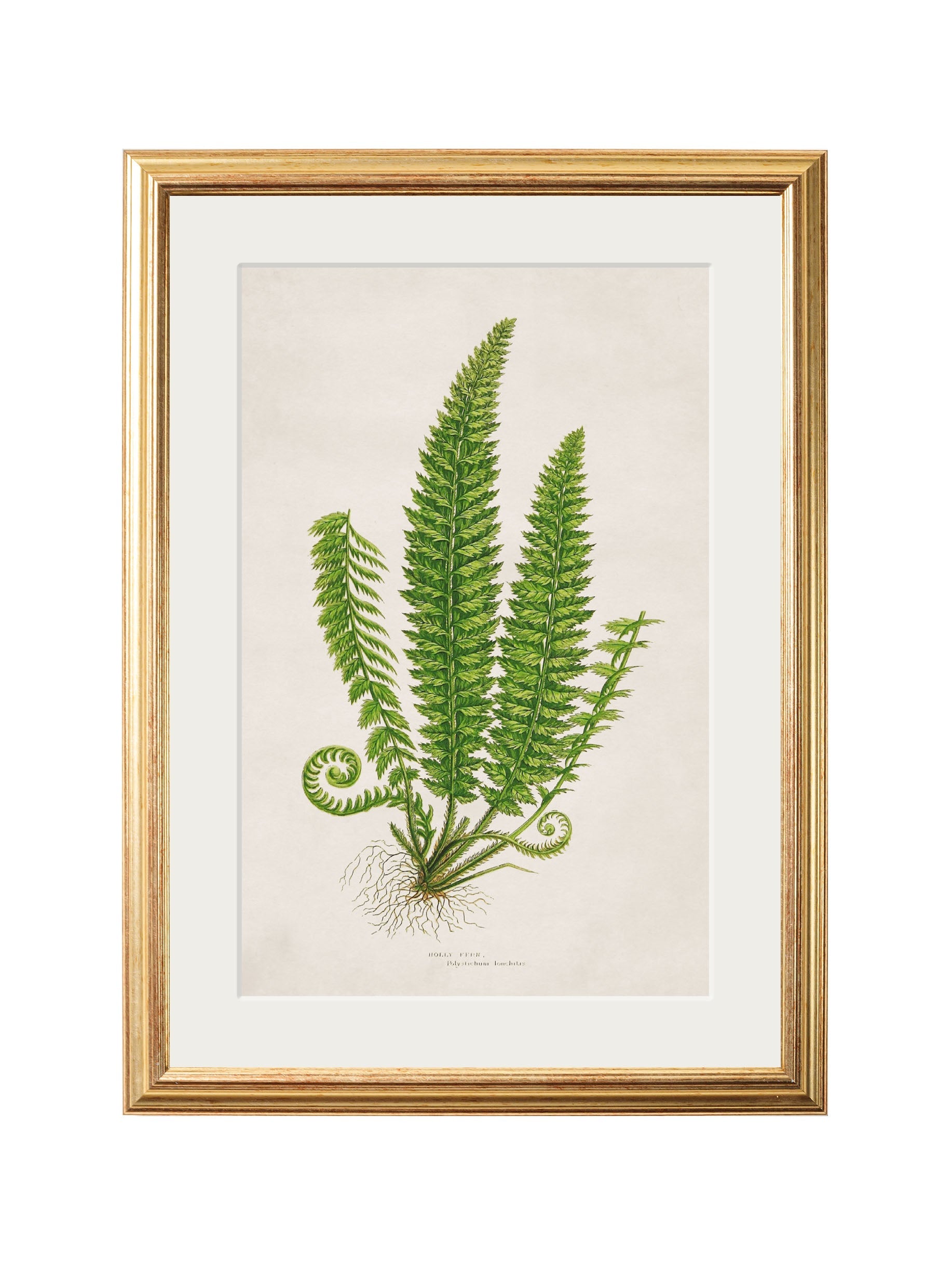 collection of 6 ferns in size 38 x 50cm - glass-fronted framed wall art print with solid wood frame, ideal for contemporary home styling