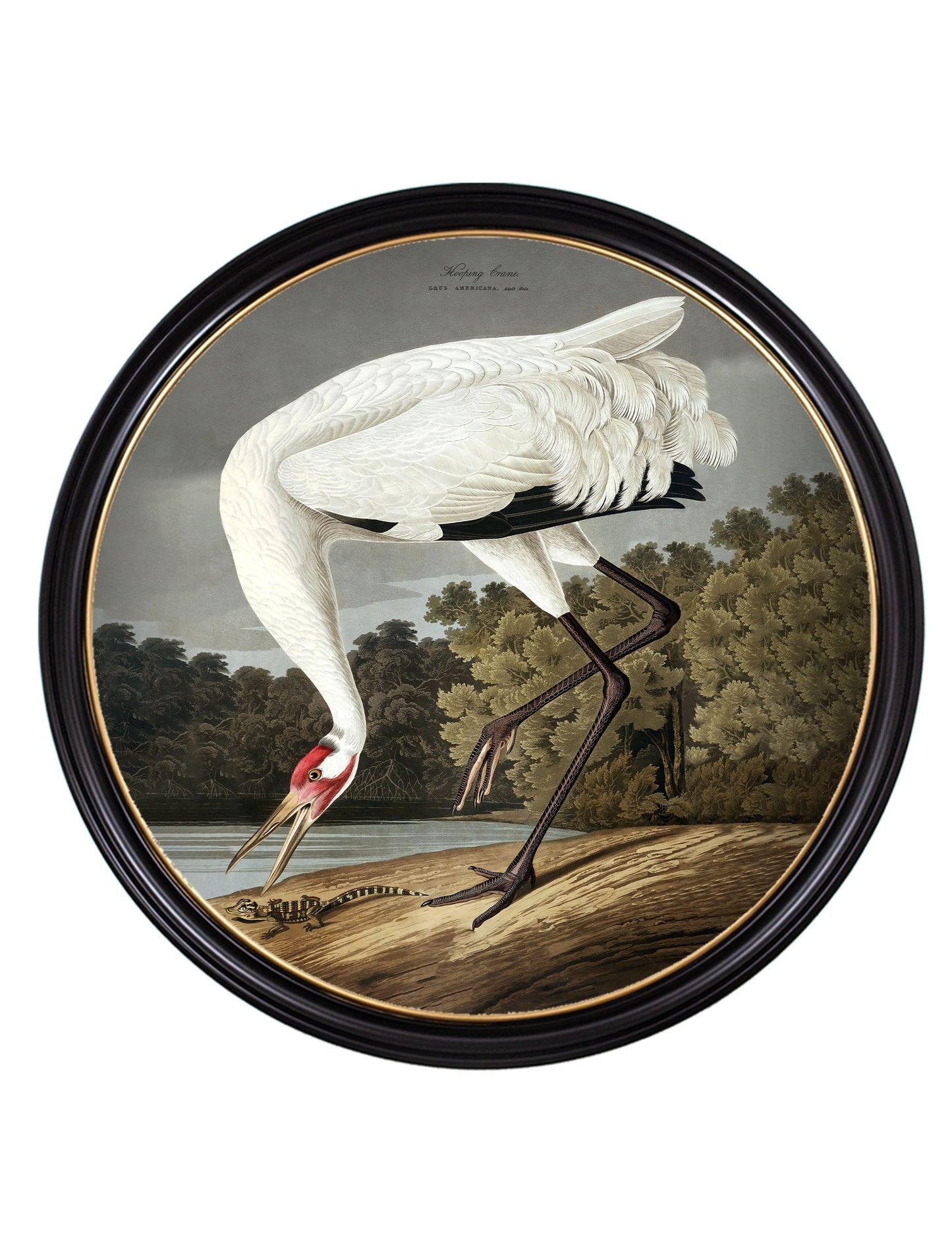 c 1838 hooping crane in round frame in size 120 x 120cm - glass-fronted framed wall art print with solid wood frame, perfect for statement wall decor