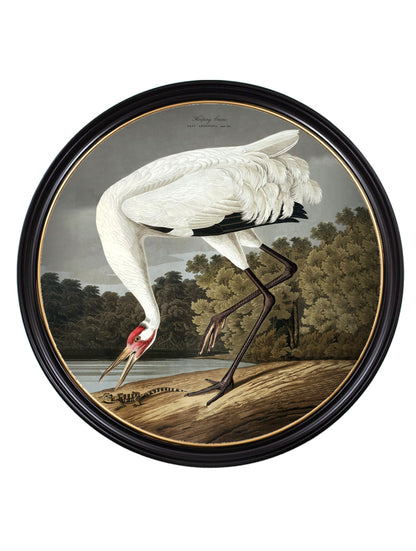 c 1838 hooping crane in round frame in size 120 x 120cm - glass-fronted framed wall art print with solid wood frame, perfect for statement wall decor