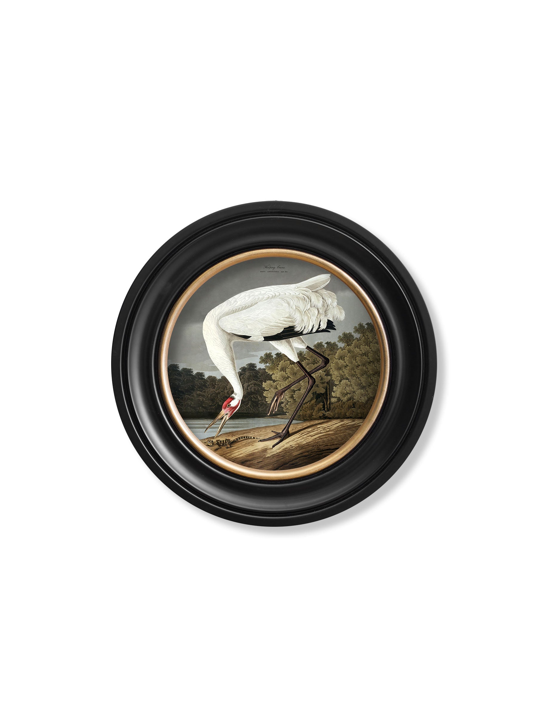 c 1838 hooping crane in round frame in size 96 x 96cm - glass-fronted framed wall art print with solid wood frame, adds elegance to your decor