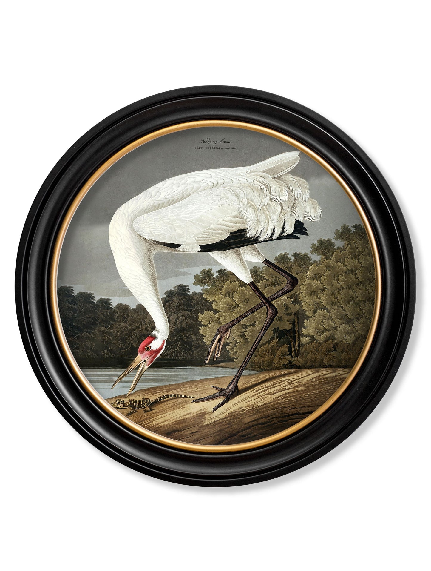 c.1838 Hooping Crane in Round Frame in size 44 x 44cm - glass-fronted framed wall art print with solid wood frame, perfect for statement wall decor