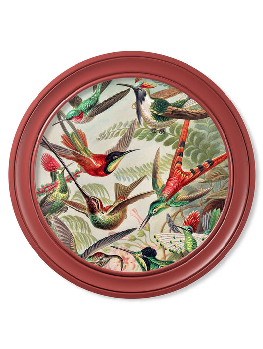 c.1904 Haeckel Hummingbirds - Red Frame in size 44 x 44 cm - glass-fronted framed wall art print with solid wood frame, perfect for luxury home decor