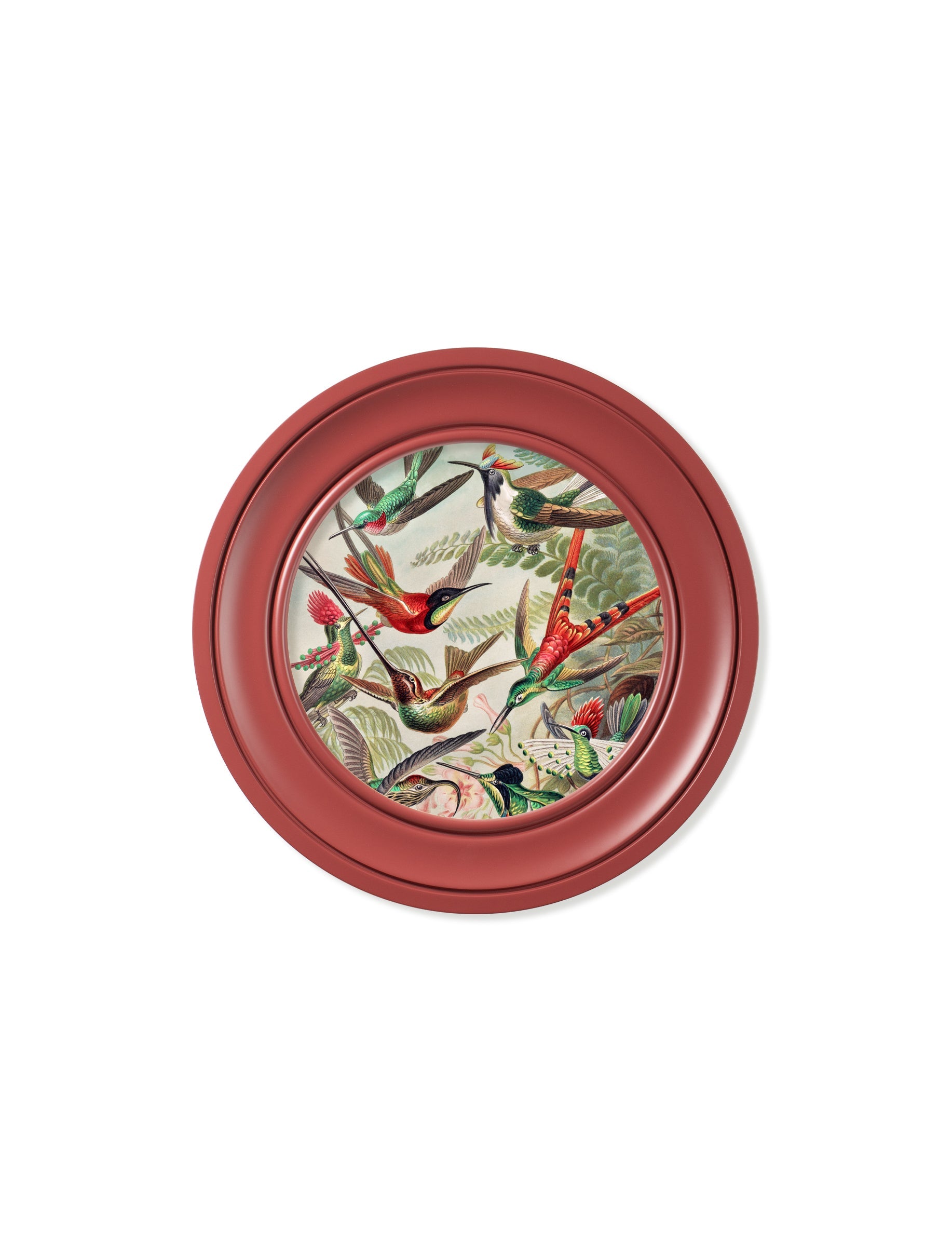 c 1904 haeckel hummingbirds light round frame - premium glass-fronted framed art print with solid wood frame, adds elegance to your decor