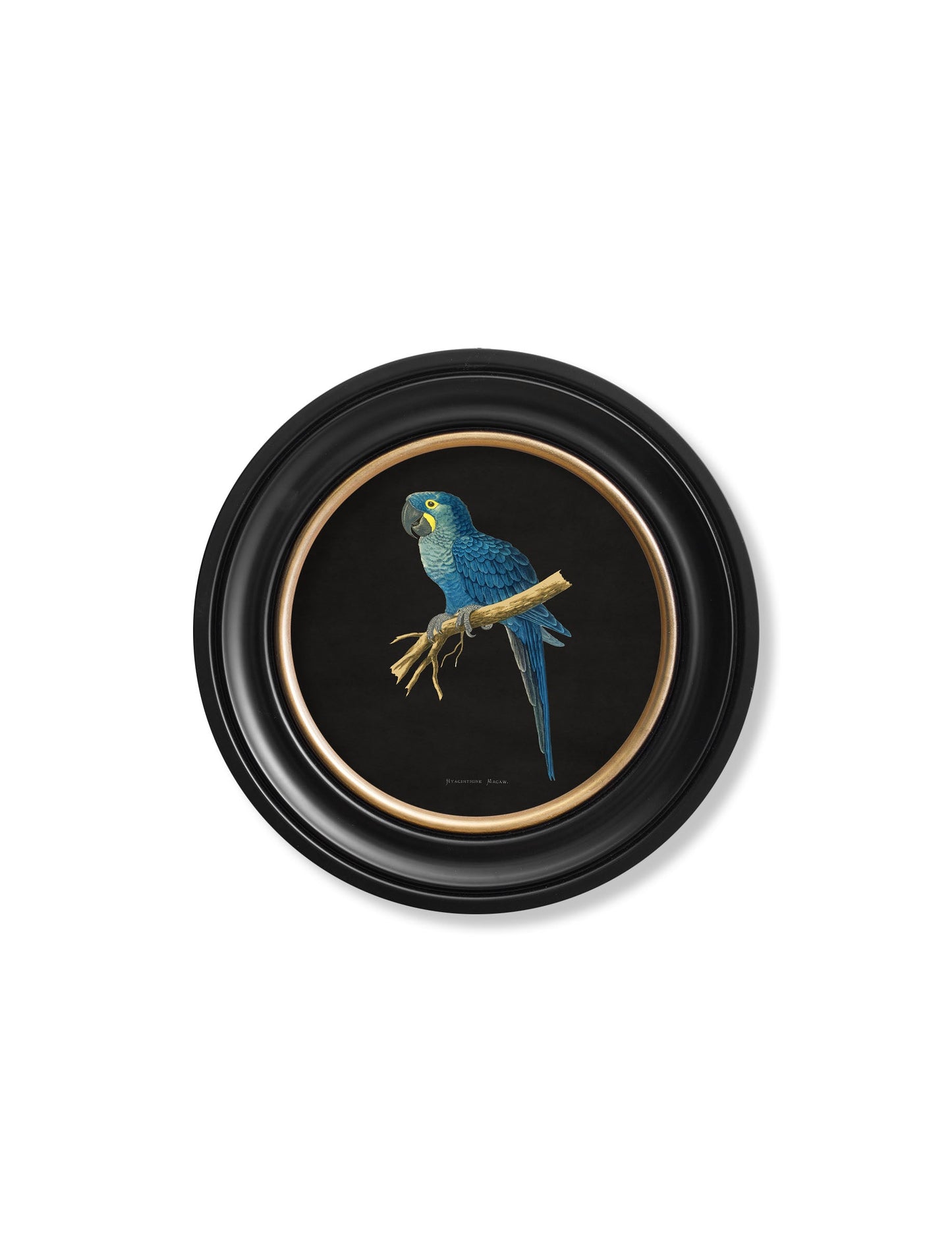 c 1884 collection of macaws in round frames black in size 44 x 44cm - glass-fronted framed wall art print with solid wood frame, perfect for luxury home decor