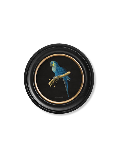 c 1884 collection of macaws in round frames black in size 44 x 44cm - glass-fronted framed wall art print with solid wood frame, perfect for luxury home decor