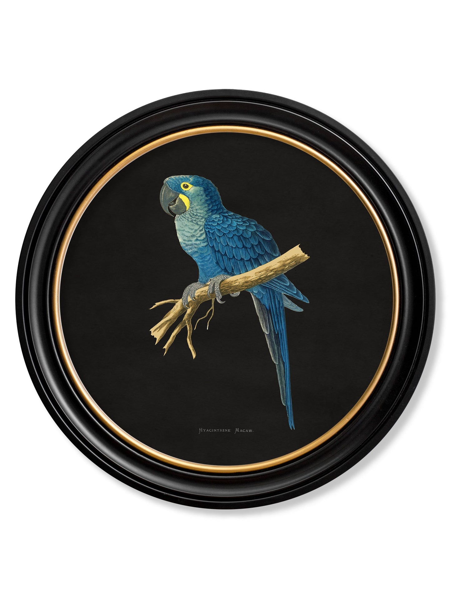c 1884 collection of macaws in round frames black in size 70 x 70cm - glass-fronted framed wall art print with solid wood frame, ideal for contemporary home styling