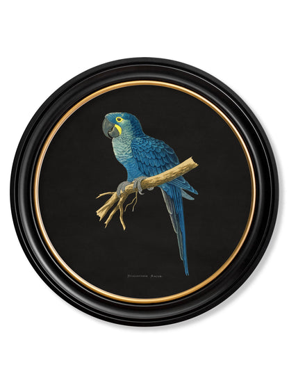 c 1884 collection of macaws in round frames black in size 70 x 70cm - glass-fronted framed wall art print with solid wood frame, ideal for contemporary home styling