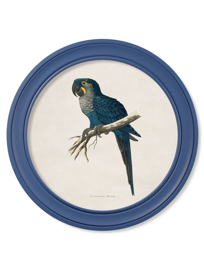 c 1884 collection of macaws in round frames red in size 70 x 70cm - glass-fronted framed wall art print with solid wood frame, perfect for luxury home decor