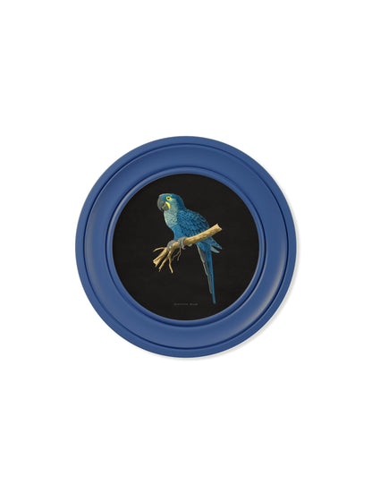 c 1884 collection of macaws in round frames blue in size 44 x 44cm - glass-fronted framed wall art print with solid wood frame, luxury wall art for sophisticated spaces