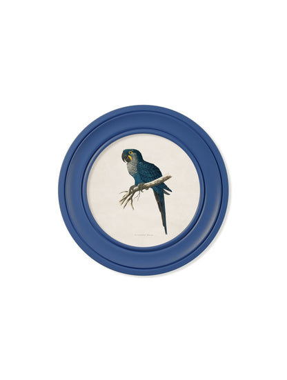c 1884 collection of macaws in round frames red in size 44 x 44cm - glass-fronted framed wall art print with solid wood frame, luxury wall art for sophisticated spaces