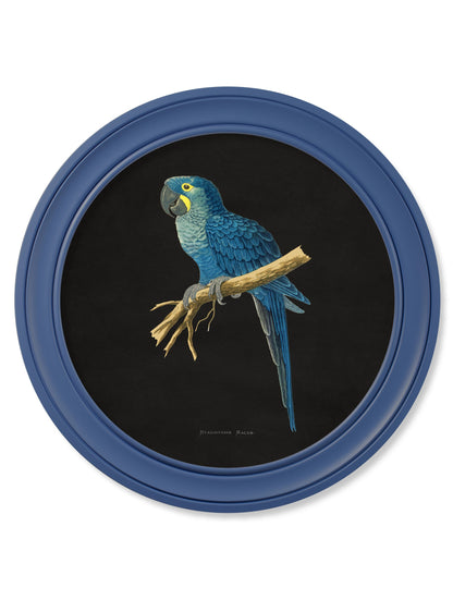 c 1884 collection of macaws in round frames blue in size 70 x 70cm - glass-fronted framed wall art print with solid wood frame, ideal for modern interiors
