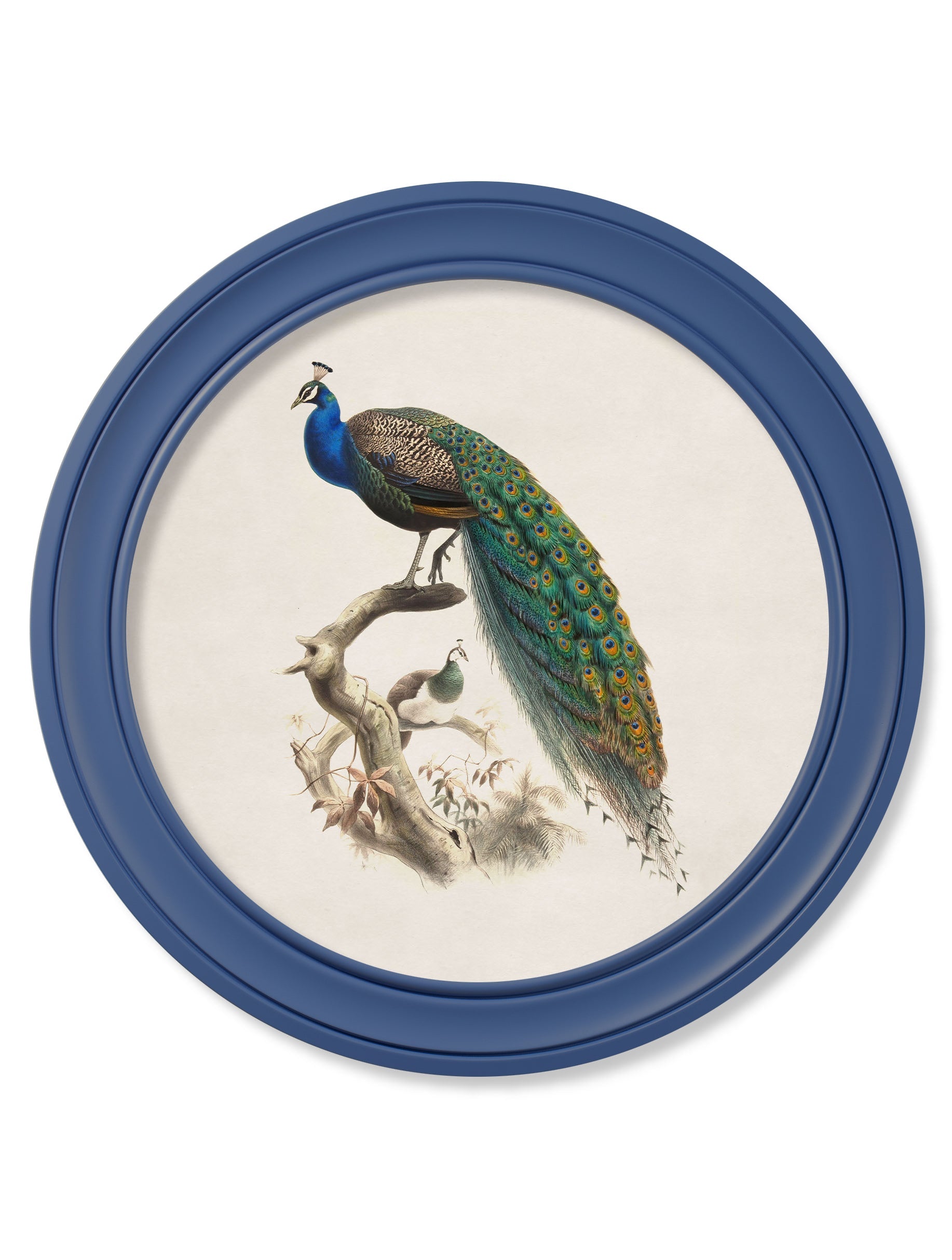c.1847 Peacocks in Round Frames Light - Blue in size 44 x 44 cm - glass-fronted framed wall art print with solid wood frame, adds elegance to your decor