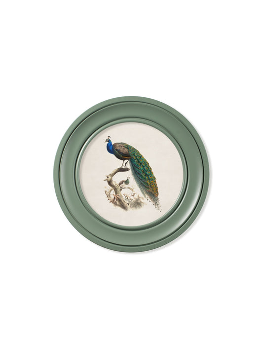 c.1800s Peacock in Green Round Frame in size 44 x 44 cm - glass-fronted framed wall art print with solid wood frame, luxury wall art for sophisticated spaces