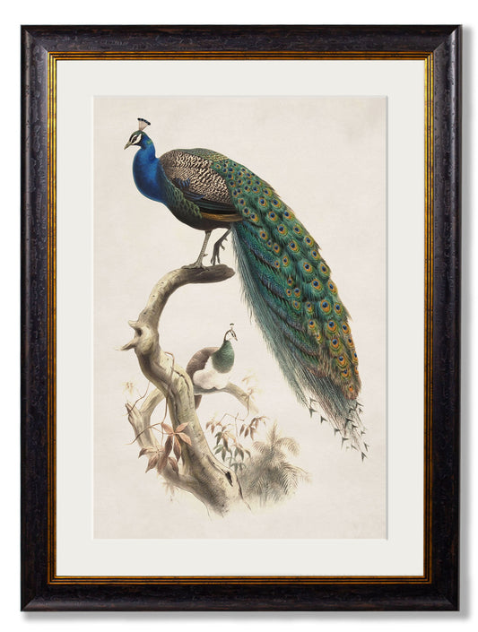 c.1800's Indian Blue Peacock in size 38 x 50cm - glass-fronted framed wall art print with solid wood frame, perfect for statement wall decor