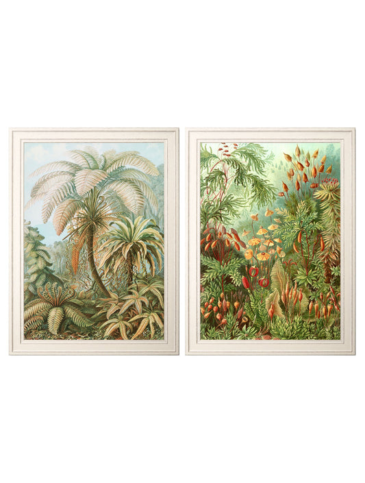 C.1904 Study Of Ferns Print in size 38 x 50cm - glass-fronted framed wall art print with solid wood frame, a beautiful addition to stylish homes