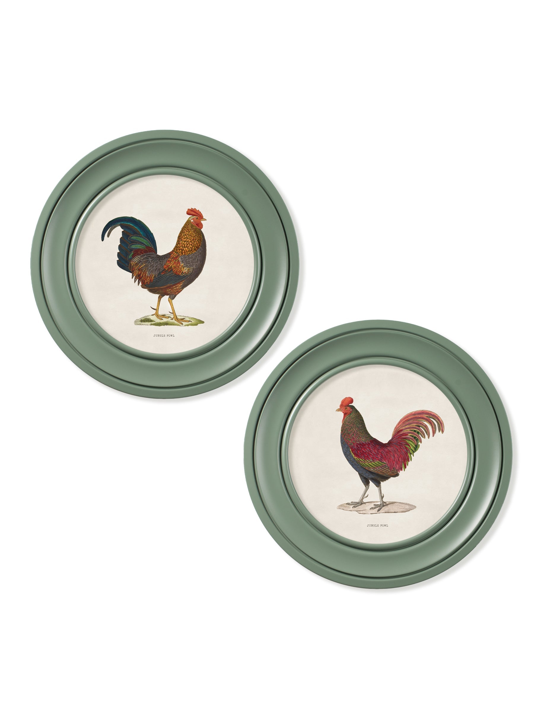 c 1838 junglefowl in round frames green in size 44 x 44cm - glass-fronted framed wall art print with solid wood frame, adds elegance to your decor
