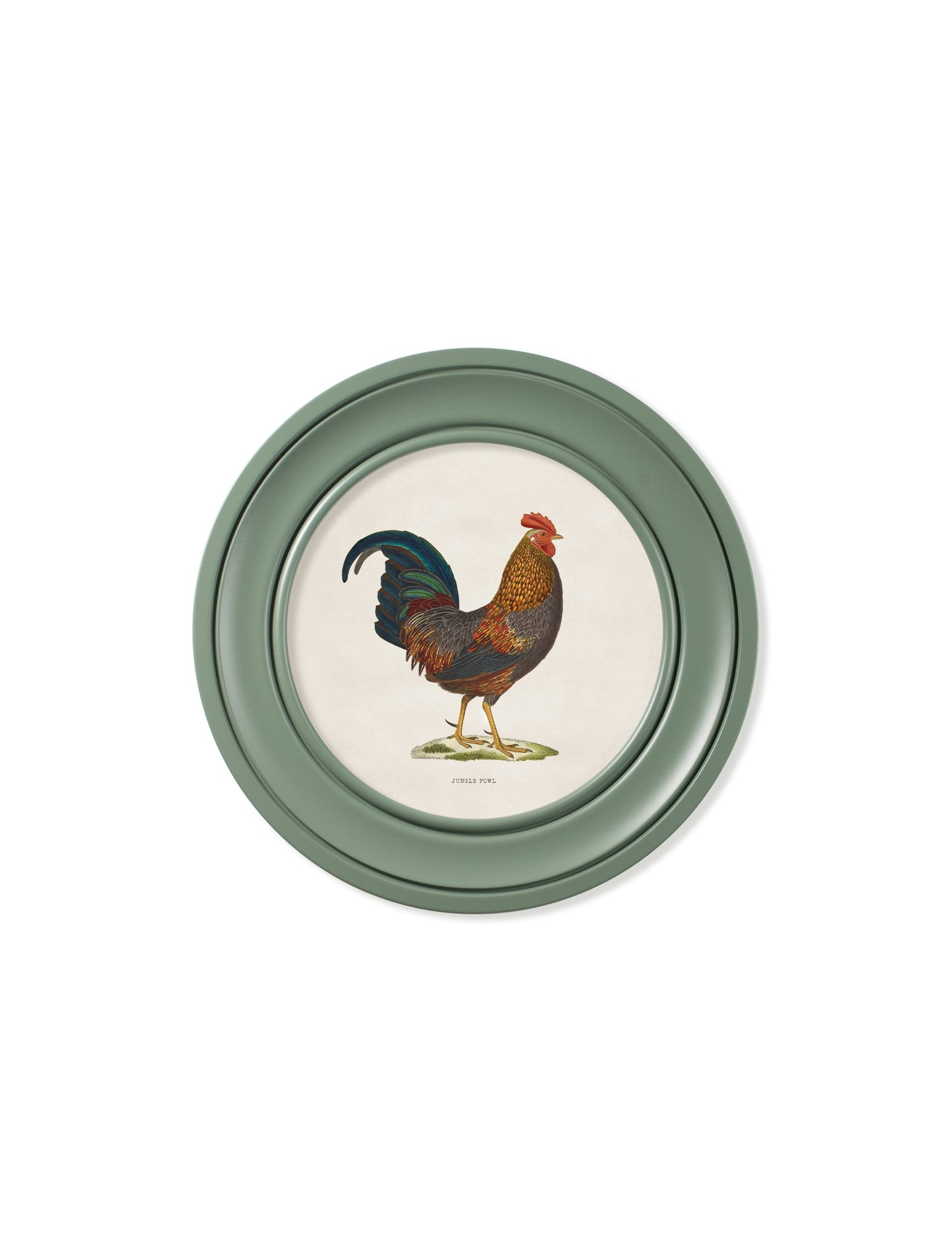 c 1838 junglefowl in round frames green in size 44 x 44cm - glass-fronted framed wall art print with solid wood frame, perfect for statement wall decor