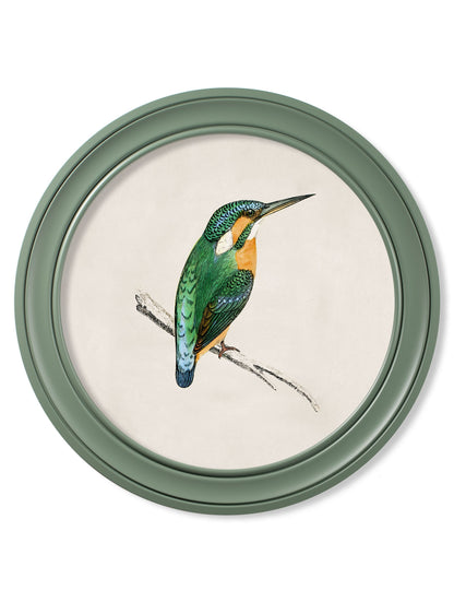 c 1870 kingfisher and bee eater round frame green in size 70 x 70cm - glass-fronted framed wall art print with solid wood frame, adds elegance to your decor