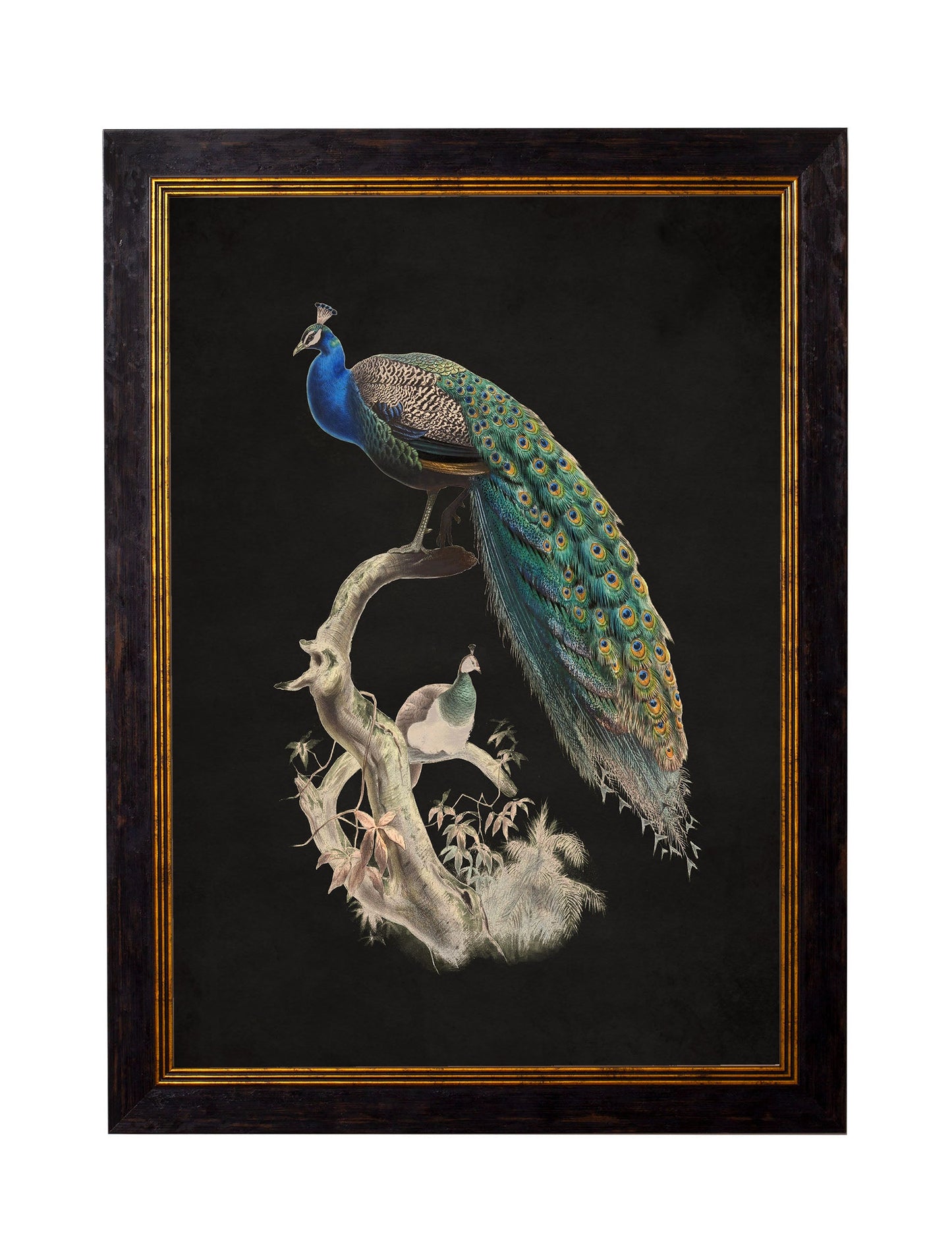 c 1847 peacocks dark in size 38 x 50cm - glass-fronted framed wall art print with solid wood frame, designed for high-end interior design
