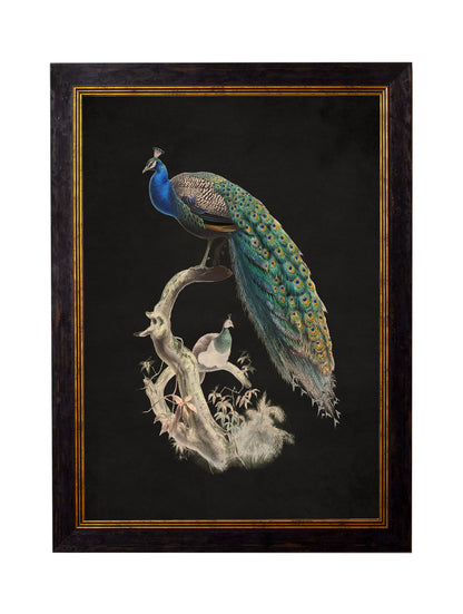 c 1847 peacocks dark in size 38 x 50cm - glass-fronted framed wall art print with solid wood frame, designed for high-end interior design