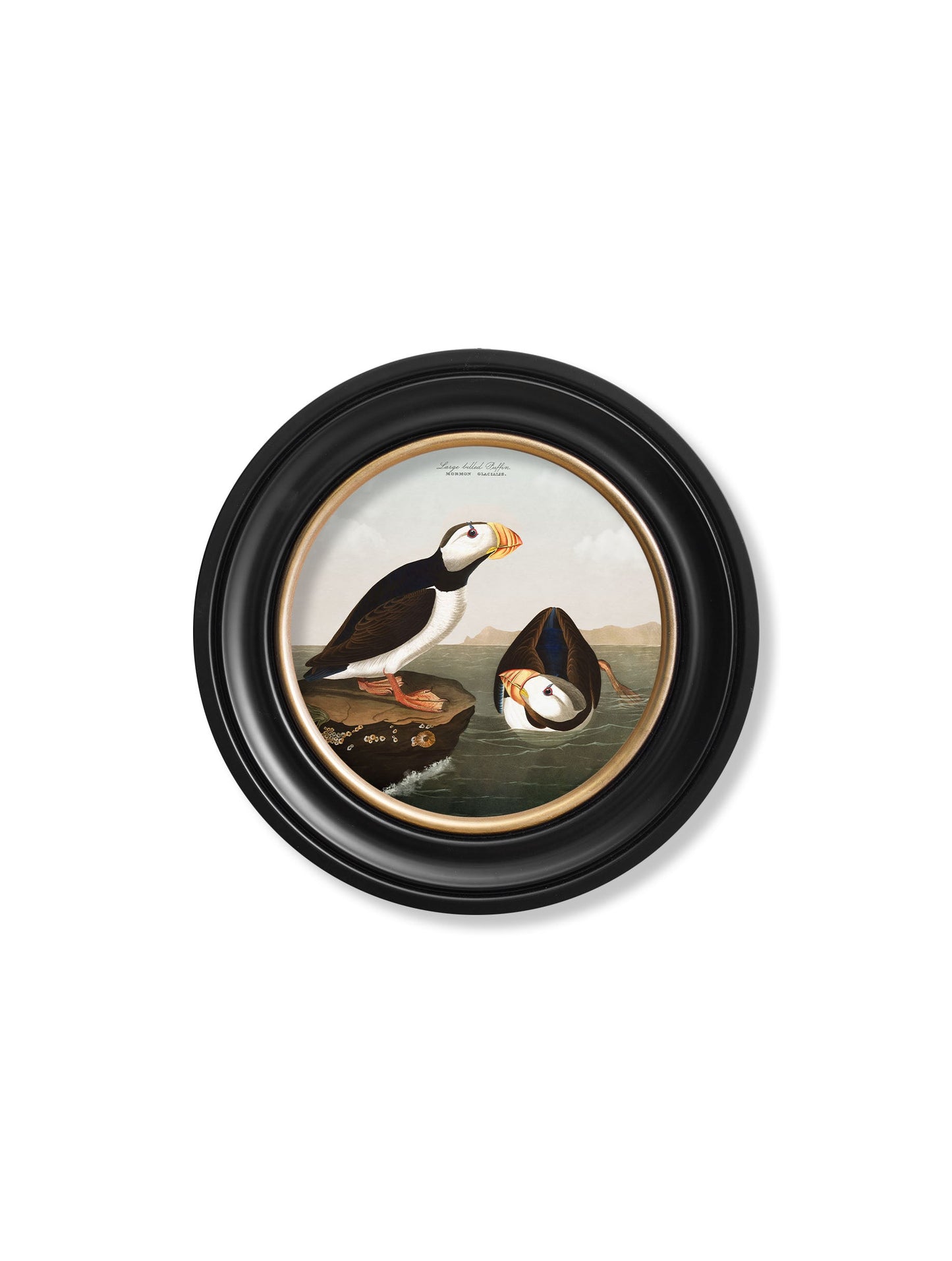 c 1838 audubons puffin round frame in size 70 x 70cm - glass-fronted framed wall art print with solid wood frame, designed for high-end interior design