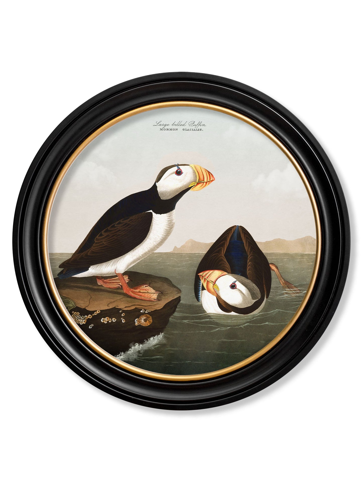 c 1838 audubons puffin round frame in size 70 x 70cm - glass-fronted framed wall art print with solid wood frame, luxury wall art for sophisticated spaces