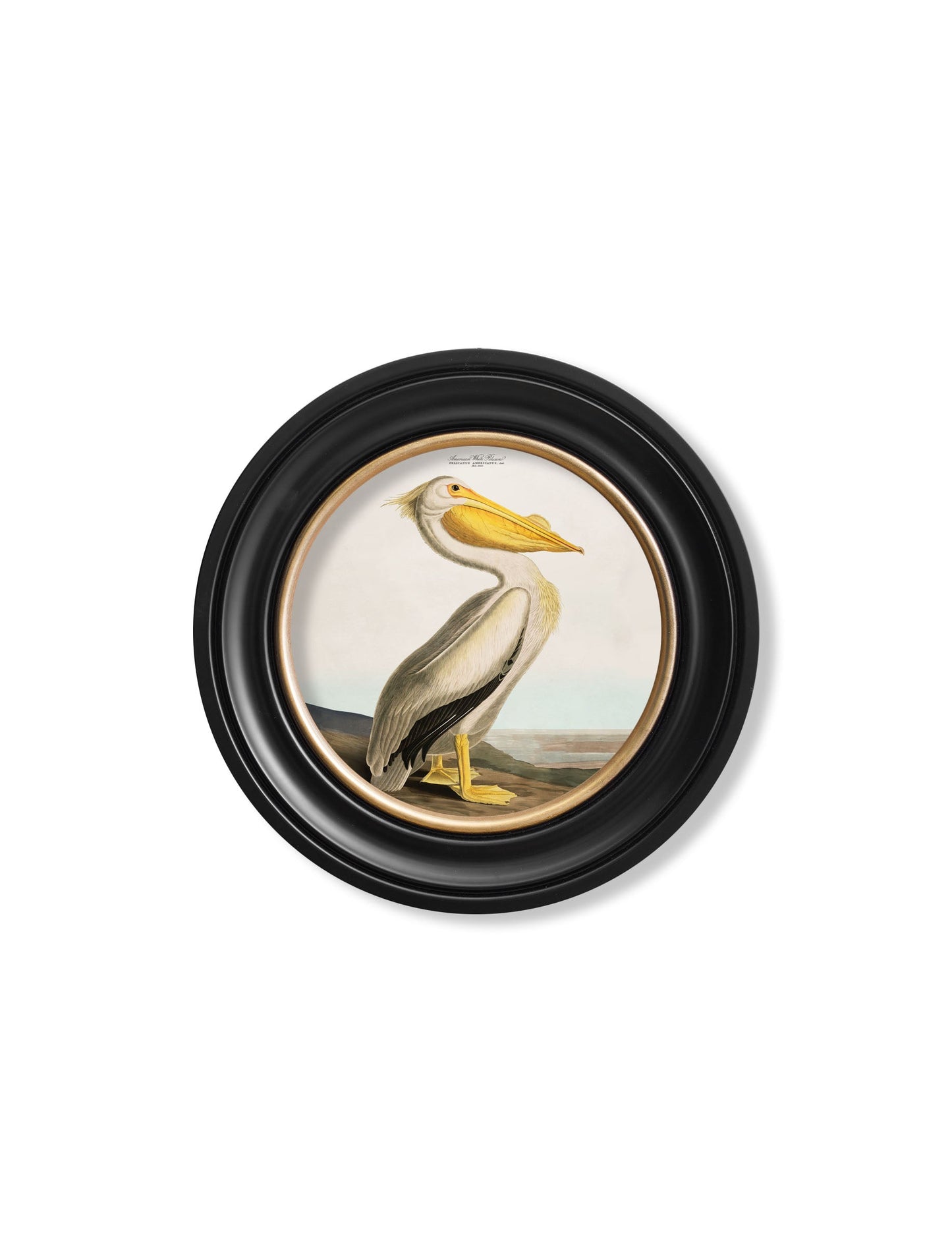c 1838 audubons pelican light round frame in size 96 x 96cm - glass-fronted framed wall art print with solid wood frame, ideal for modern interiors