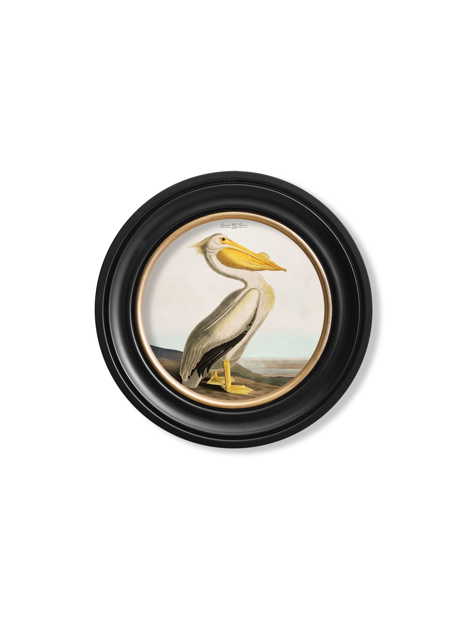 c 1838 audubons pelican light round frame in size 96 x 96cm - glass-fronted framed wall art print with solid wood frame, ideal for modern interiors