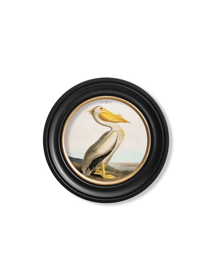 c 1838 audubons pelican light round frame in size 96 x 96cm - glass-fronted framed wall art print with solid wood frame, ideal for modern interiors