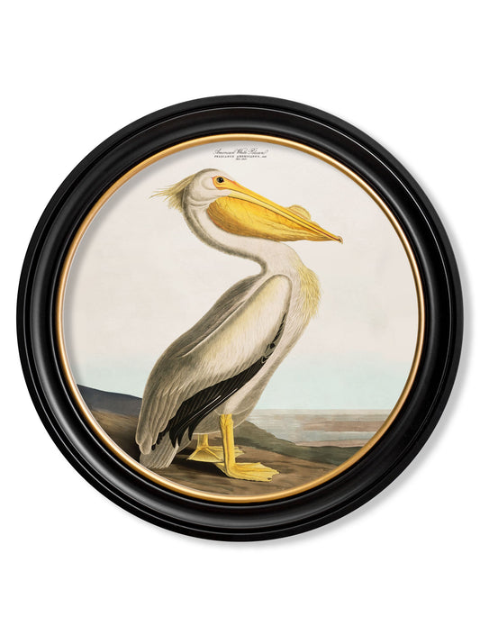 c.1838 Audubon's Pelican - Light - Round Frame in size 44 x 44cm - glass-fronted framed wall art print with solid wood frame, adds elegance to your decor