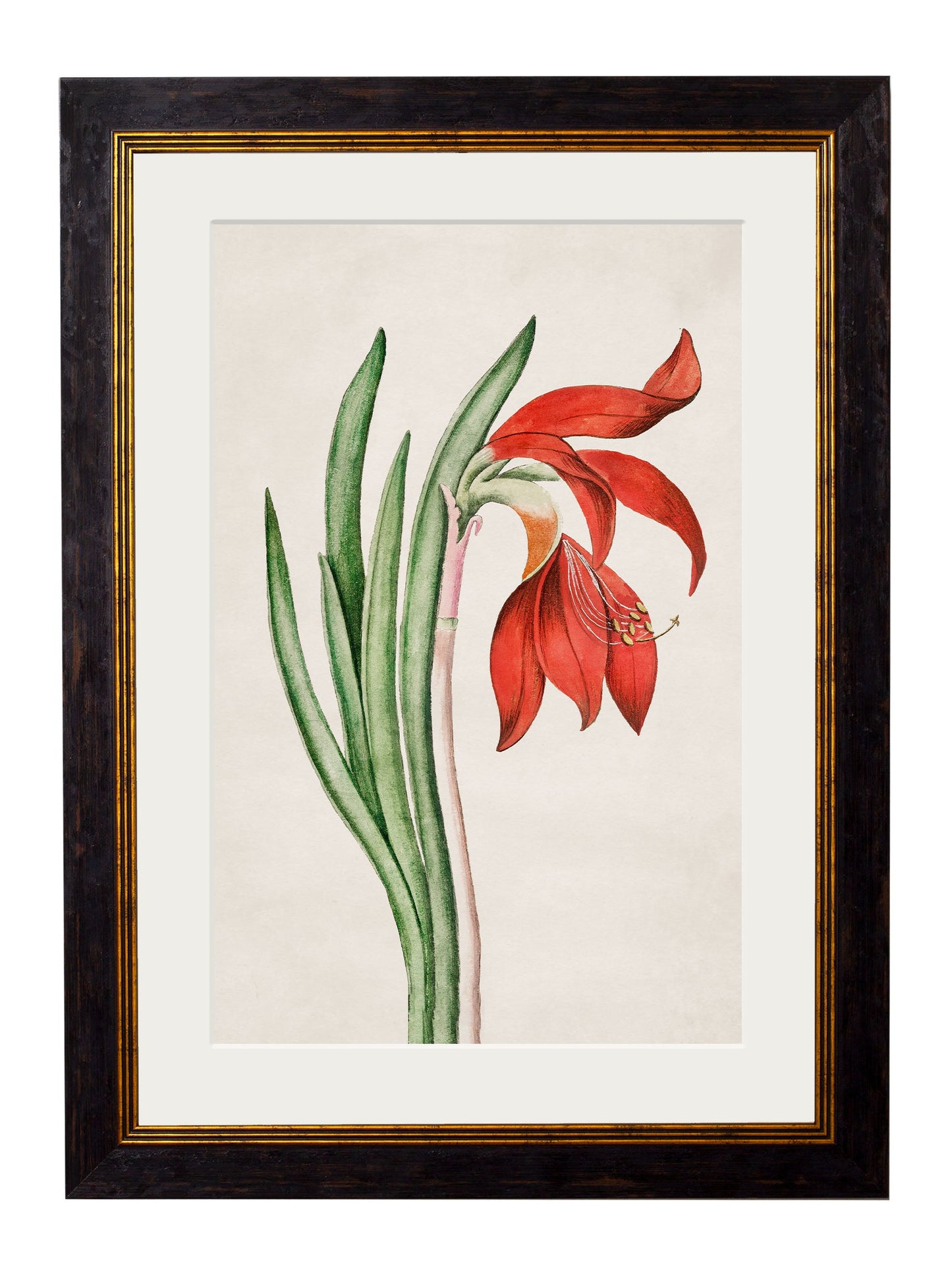 c 1780 flowering plants in size 38 x 50cm - glass-fronted framed wall art print with solid wood frame, perfect for statement wall decor