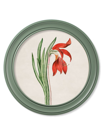 c 1780 flowering plants round frame green in size 70 x 70cm - glass-fronted framed wall art print with solid wood frame, adds elegance to your decor