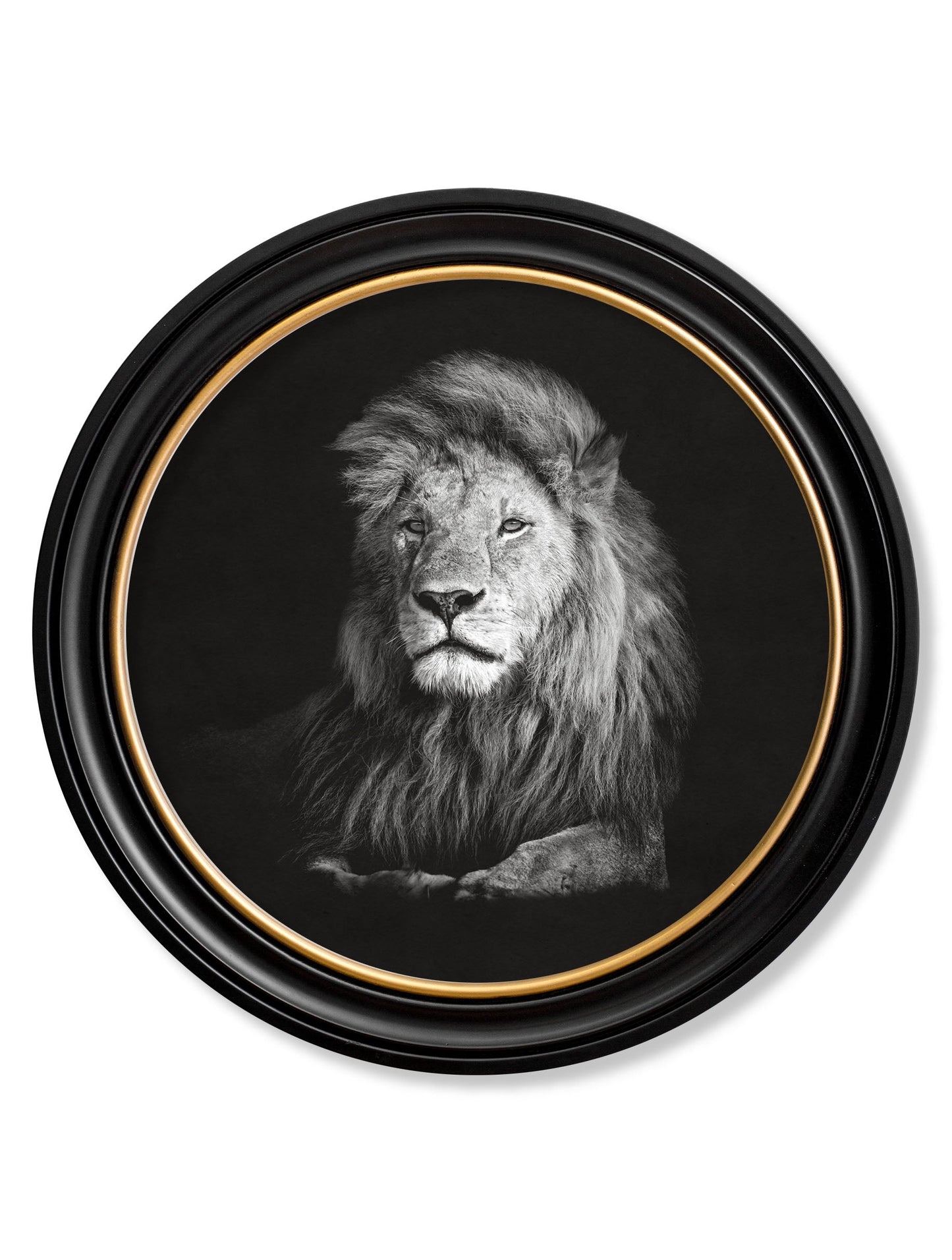 Wildlife Photography - Lion - Round Frame in size 70 x 70cm - glass-fronted framed wall art print with solid wood frame, a beautiful addition to stylish homes