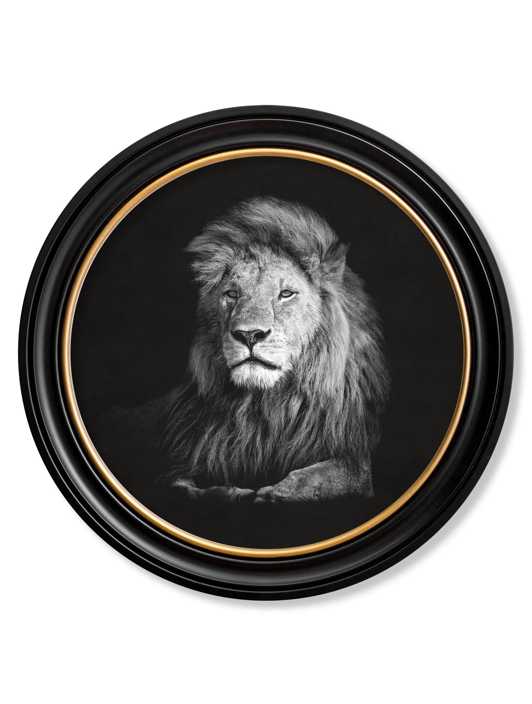 Wildlife Photography - Lion - Round Frame in size 70 x 70cm - glass-fronted framed wall art print with solid wood frame, a beautiful addition to stylish homes
