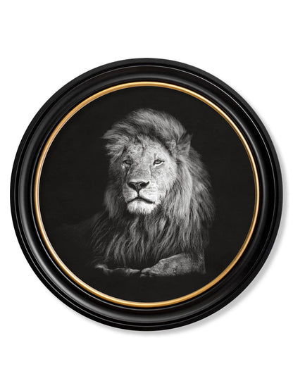 Wildlife Photography - Lion - Round Frame in size 70 x 70cm - glass-fronted framed wall art print with solid wood frame, a beautiful addition to stylish homes