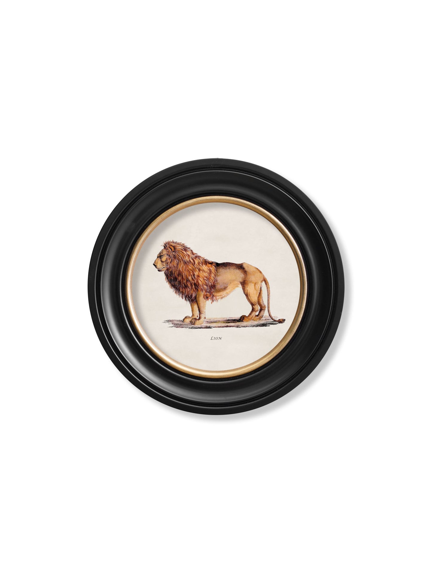 c 1800s lion lioness round frames in size 44 x 44cm - glass-fronted framed wall art print with solid wood frame, designed for high-end interior design