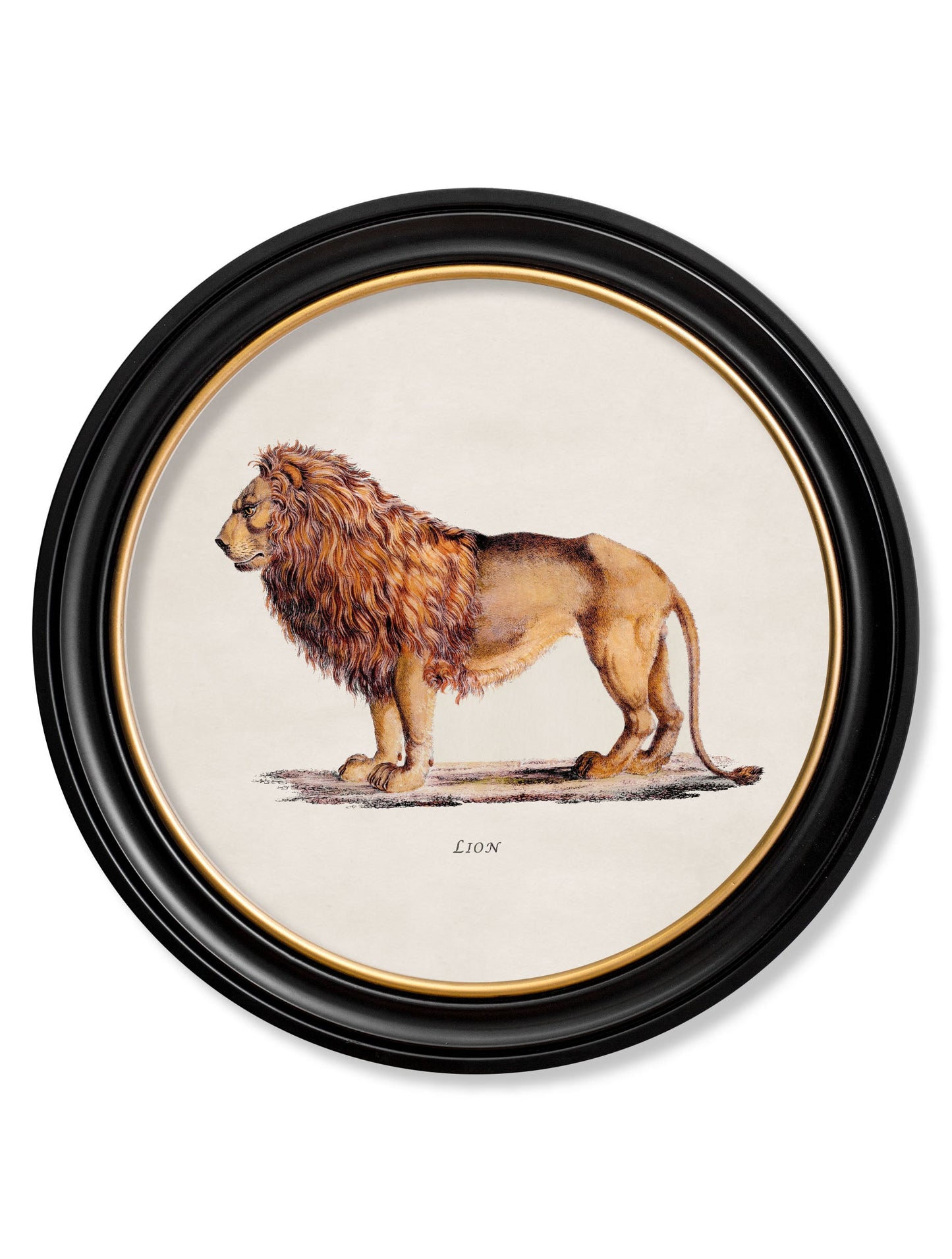 c 1800s lion lioness round frames in size 70 x 70cm - glass-fronted framed wall art print with solid wood frame, ideal for contemporary home styling