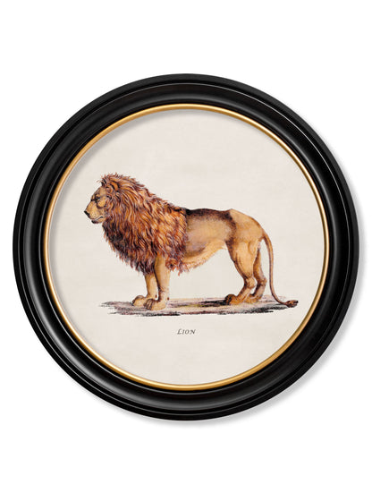 c 1800s lion lioness round frames in size 70 x 70cm - glass-fronted framed wall art print with solid wood frame, ideal for contemporary home styling