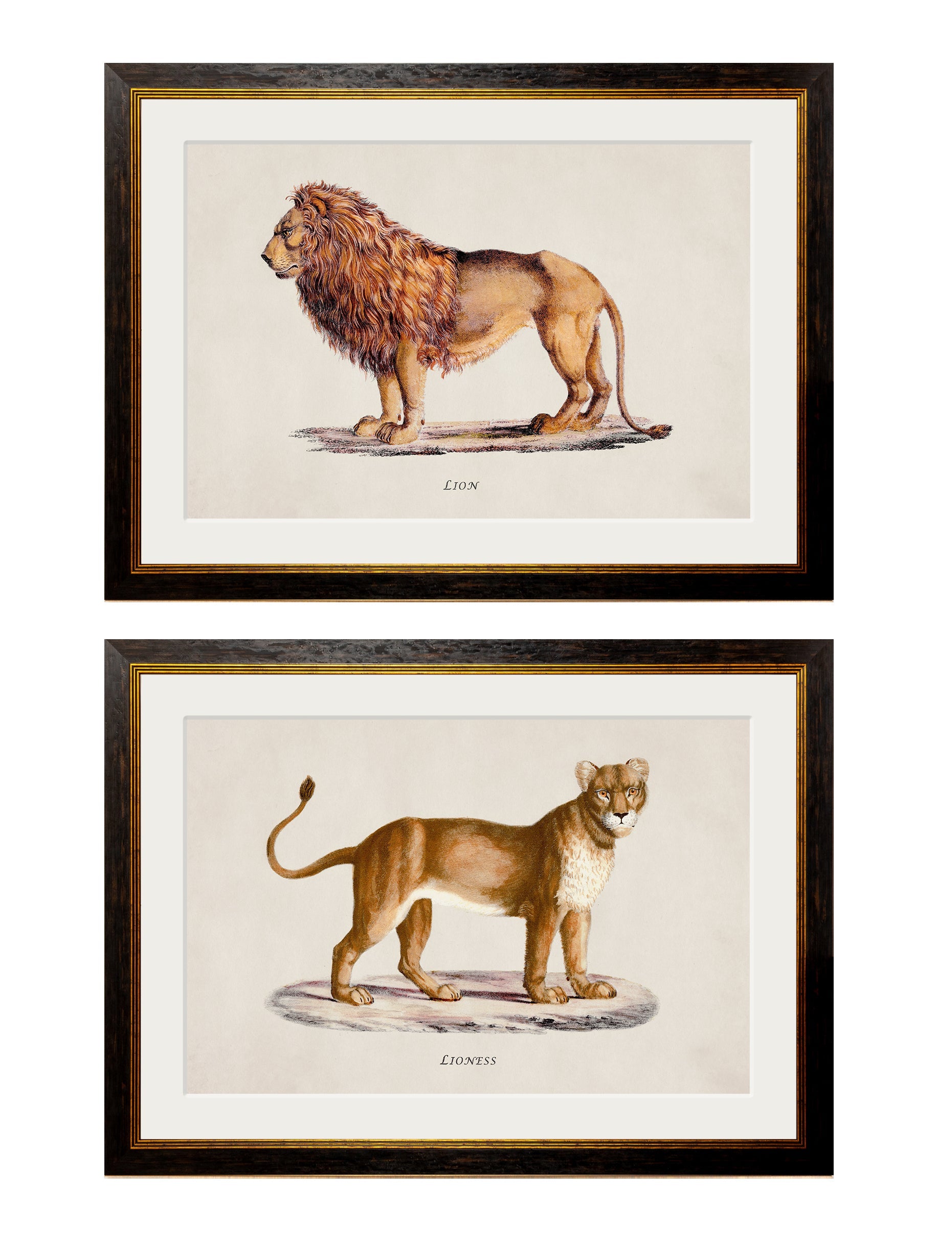 c.1800s Lion and Lioness in size 38 x 50cm - glass-fronted framed wall art print with solid wood frame, designed for high-end interior design