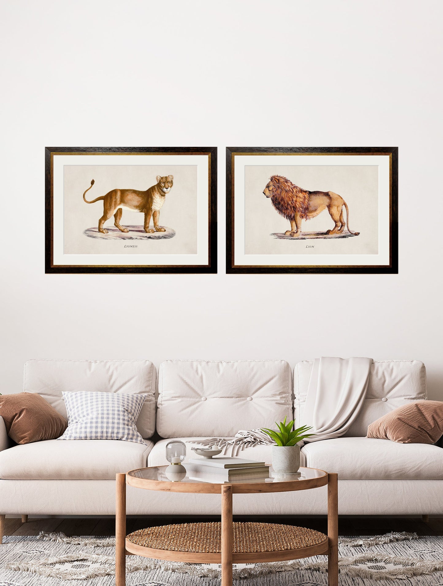 c 1800s lion and lioness in size 38 x 50cm - glass-fronted framed wall art print with solid wood frame, ideal for modern interiors